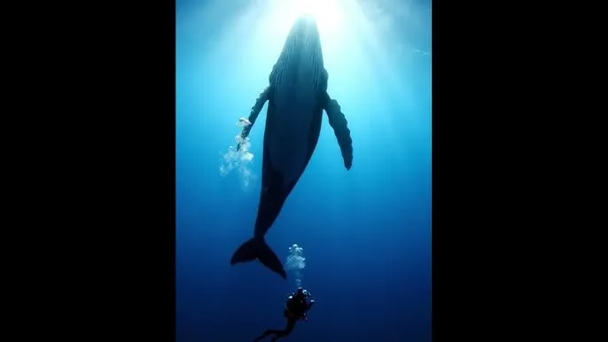 黄瓜网 - 深蓝星球：探索海洋深处的未知世界